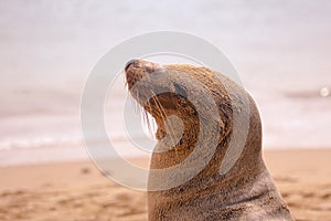 A sea lion play sand on the beach