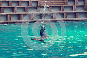 Sea lion playing in large pool at aquarium.