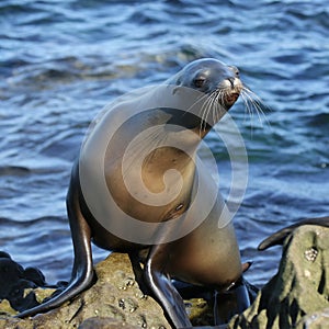 Sea Lion Posing