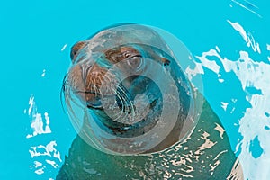 Sea lion posing for camera