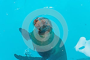 Sea lion posing for camera