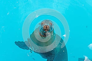 Sea lion posing for camera