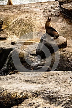 Sea lion posing on coast