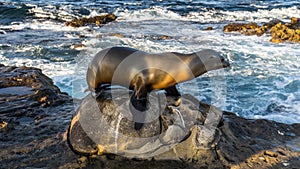 Sea lion posing, La Jolla Beach, San Diego, California, USA.