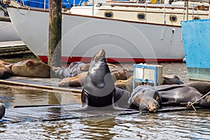 Sea lion posing with others on pier at Moss Landing Harbor, Monterey Bay, California