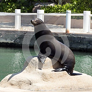 Sea lion posing, Puerto Aventuras, Mexico