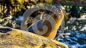 Sea lion posing sniffing intruders. photo