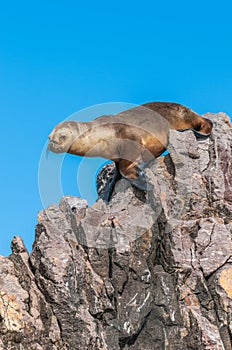 Sea Lion in Puerto Deseado, Patagonia, Argentina