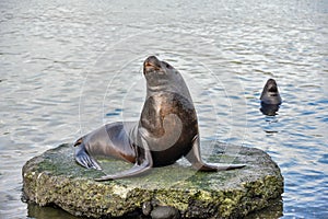Sea lion in Puerto Montt, Chile