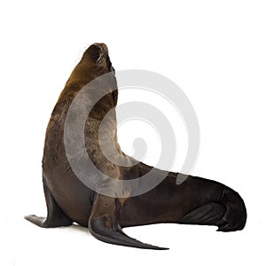 Sea-lion pup (3 months)