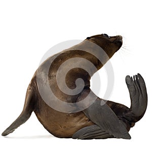 Sea-lion pup (3 months)