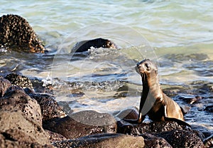 Sea Lion Pup