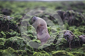 Sea Lion pup gaming