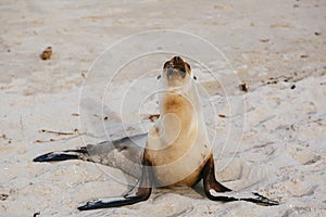 Sea lion pup having rest on the Hermosa beach