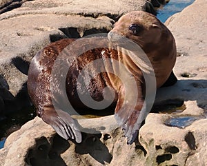 A sea lion pup laying on the rocks in the sun
