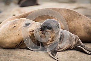 Sea lion pup and mom giving a kiss