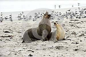 Sea lion with pup, seal lions, mother and puppy, Kangaroo Island, Australia