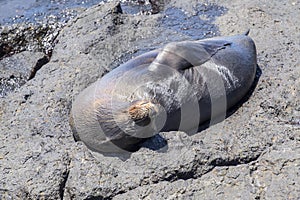 Sea Lion Pup Sleeping