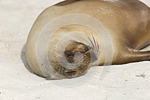 Sea lion pup sleeping