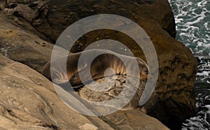 Sea Lion pup sleeps on rock