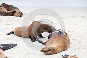 Sea lion pup suckling in the Galapagos.