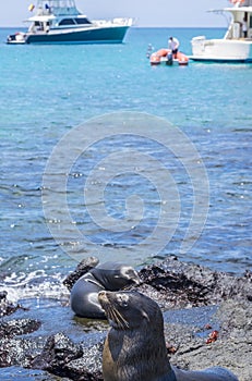 Sea Lion Pups Playing by the Shore With Boats in the Background