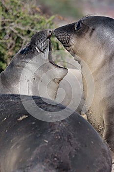 Sea Lion Pups toughing nosesï¼Œ Bajaï¼Œ Mexico