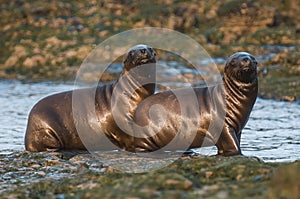 Sea Lion pups walking on a beach