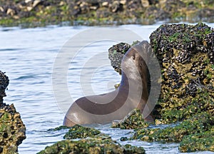 Sea Lion pups walking on a beach