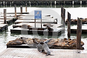 Sea lion on the raft at Pier39, San Francisco.