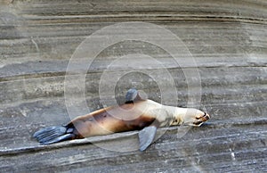 Sea Lion Resting