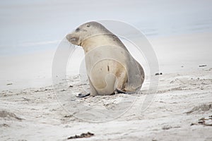 the sea lion is resting on the beach at seal bay south australia