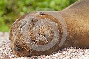 Sea lion resting in the Galapagos Islands