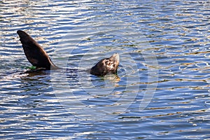 Sea lion resting with its head and a foreflipper out of the water; Moss Landing harbor, Monterey bay, California