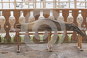 Sea Lion Resting on a Park Bench