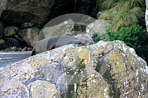 Sea lion resting in a rock in milford sound