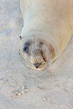 Sea Lion resting on the sand