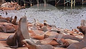 Sea lion resting on the shore in Cannery Row in Monterey, California.