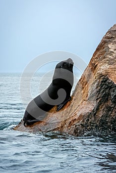 Sea lion on rock