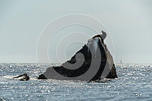 Sea lion on a rock in cabo san lucas harbor mexico