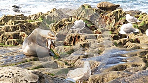 Sea lion on the rock in La Jolla. Wild eared seal resting near pacific ocean on stone. Funny wildlife animal lazing on
