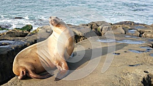 Sea lion on the rock in La Jolla. Wild eared seal resting near pacific ocean on stone. Funny wildlife animal lazing on the beach.