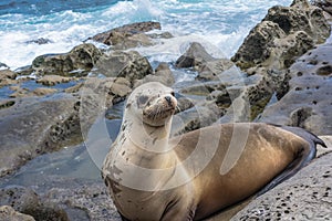 Sea lion on the rocks, La Jolla, California