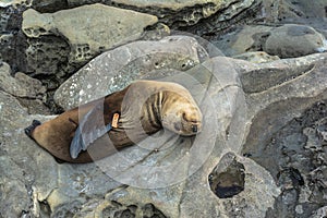 Sea lion on the rocks, La Jolla, California