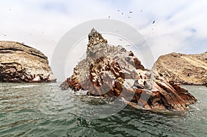 Sea lion on rocky formation Islas Ballestas, paracas