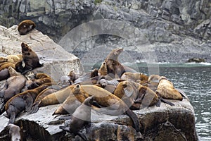 The sea lion rookery. Islands in the Pacific ocean near the coast of Kamchatka.