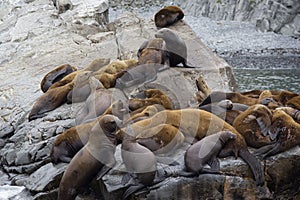 The sea lion rookery. Islands in the Pacific ocean near the coast of Kamchatka.