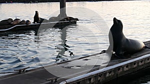 Sea lion rookery on pier, California USA. California ocean coast wildlife. Wild seal by sea water.