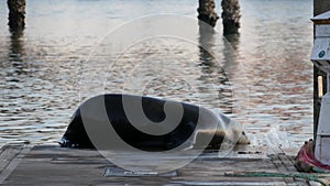 Sea lion rookery on pier, California USA. California ocean coast wildlife. Wild seal by sea water.