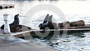 Sea lion rookery on pier, California USA. California ocean coast wildlife. Wild seal by sea water.